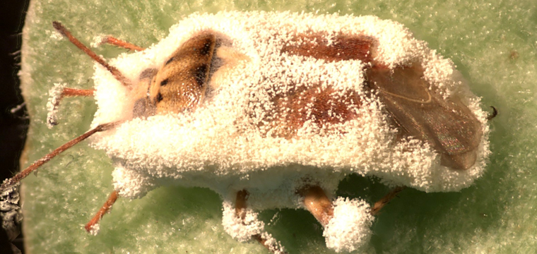 Nấm Xanh Nấm Trắng