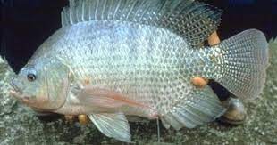 Cá rô phi đơn tính