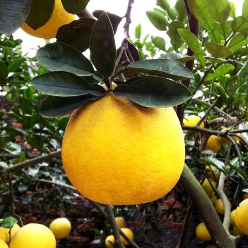 Bưởi tôm vàng Đan Phượng