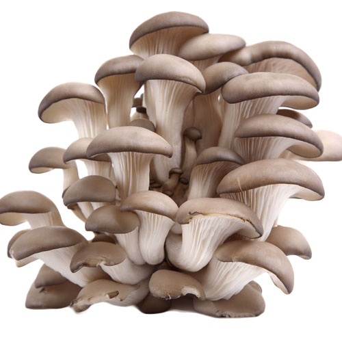 Nấm Bào Ngư Nam Anh